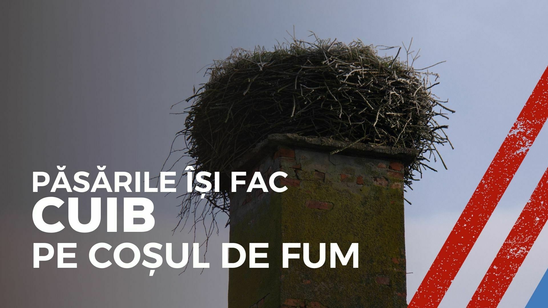 Imagine cu un cuib de pasăre pe un coș de fum