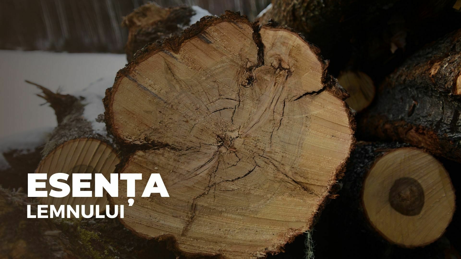 Esența lemnului