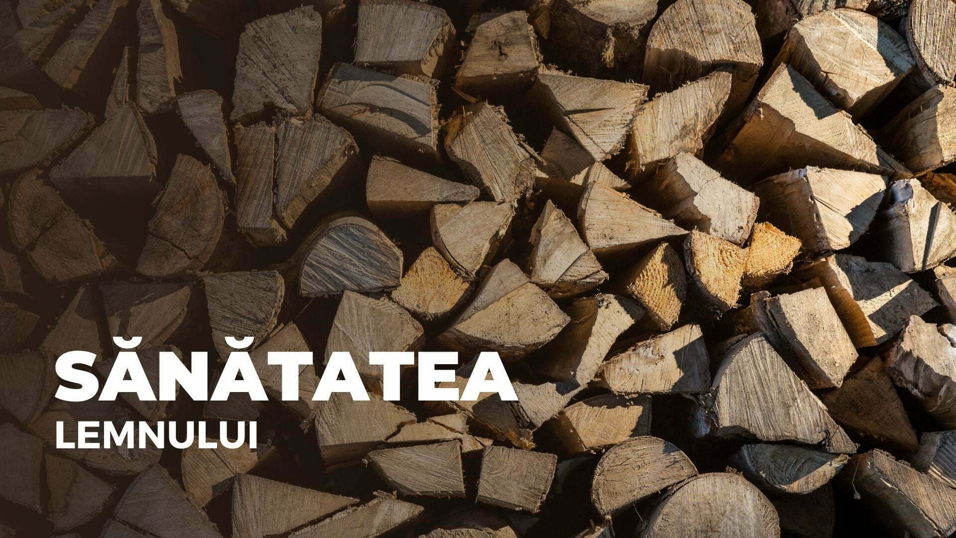 sănătatea lemnului